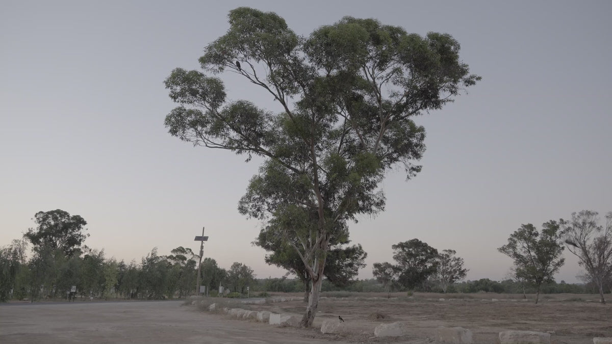 Load video: Still Dancing: Four Ways Forward after Nova - Documentary